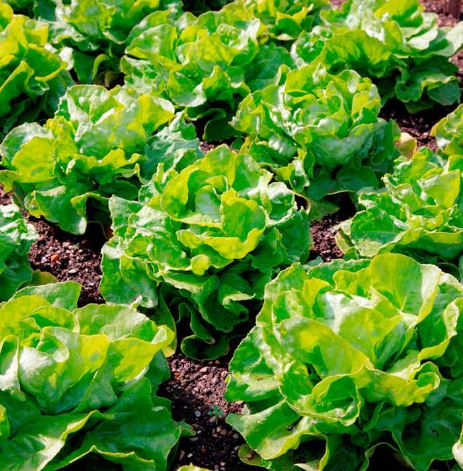 Lettuce &