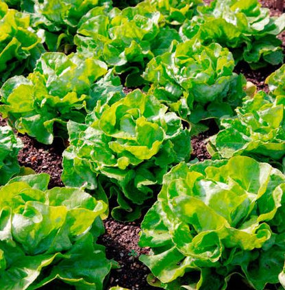 Lettuce &