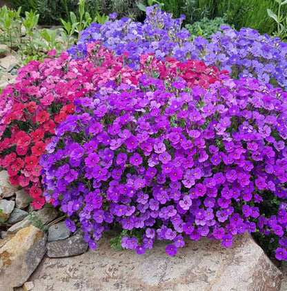 Aubrieta &