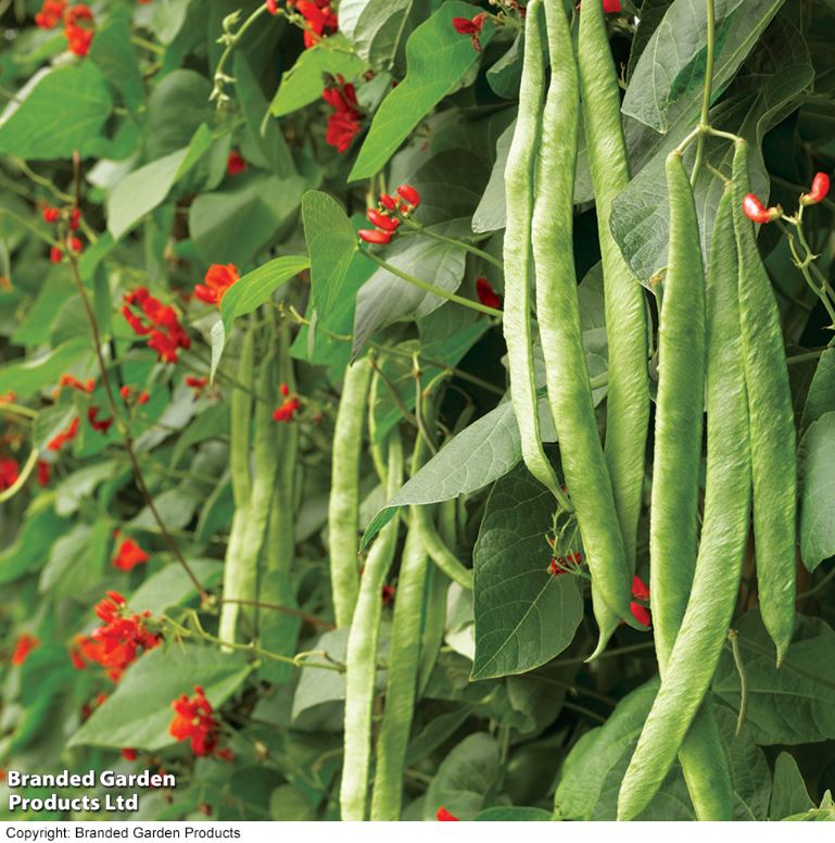 Runner Bean &