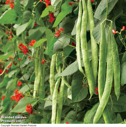 Runner Bean &