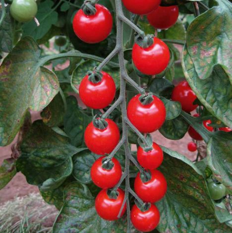 Tomato &