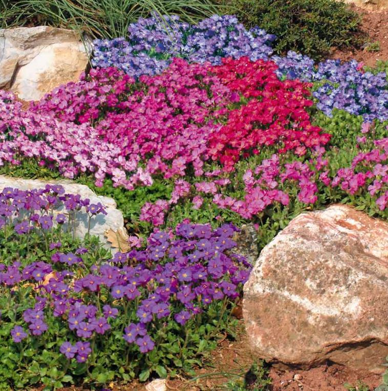 Aubrieta &