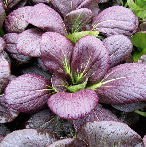 Pak Choi &