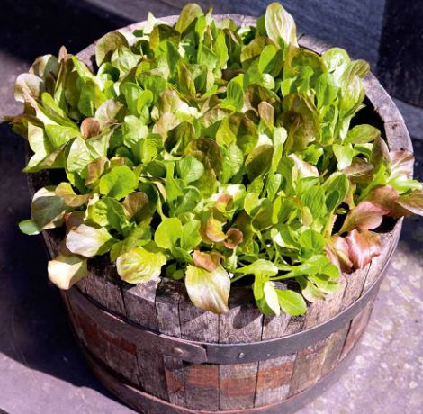 Lettuce &