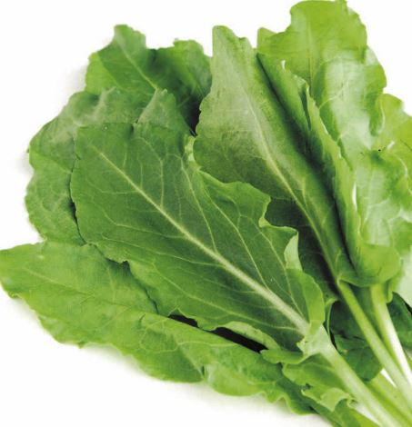Sorrel - Herb Seeds
