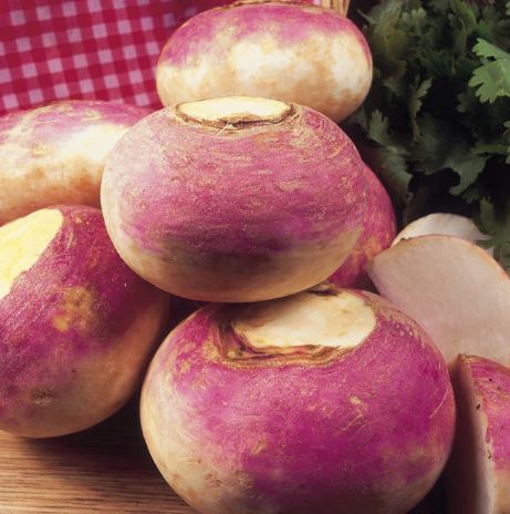 Turnip &