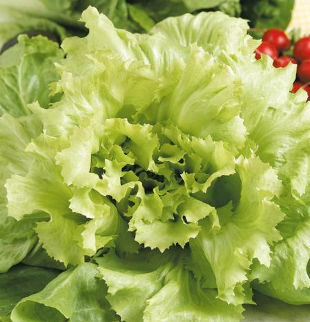 Endive &