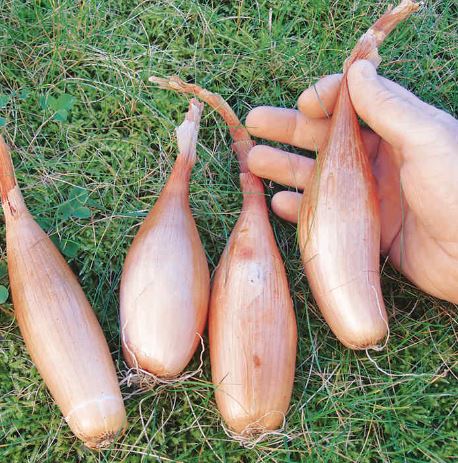 Shallot Banana &