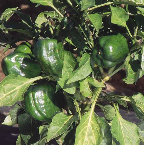 Pepper Sweet &