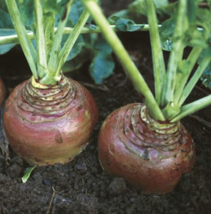 Swede &