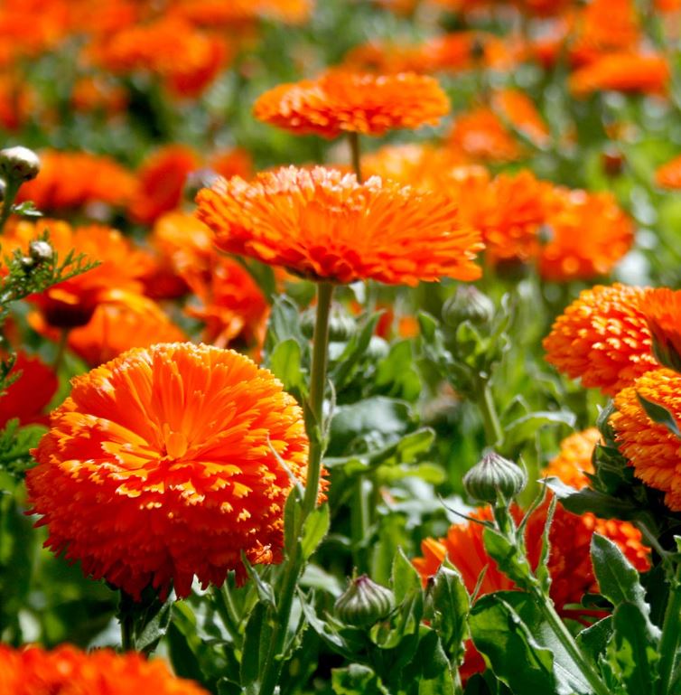 Calendula &