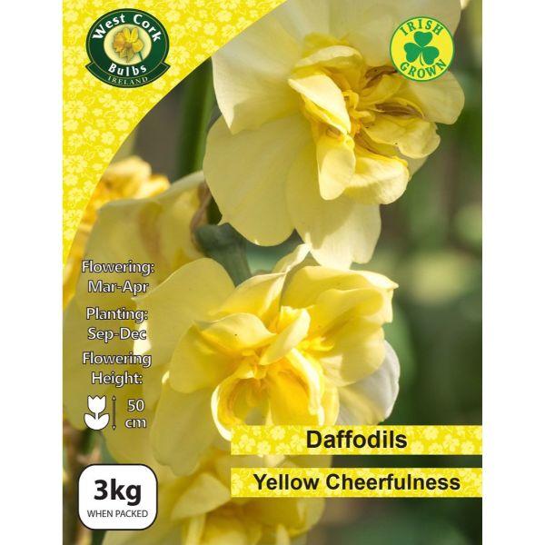 Daffodil Double &