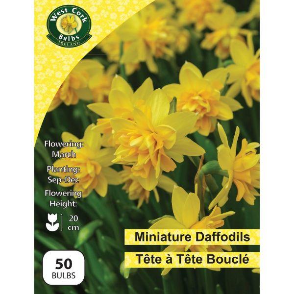 Daffodil Dwarf Tete a Tete Boucle - 50 Bulbs