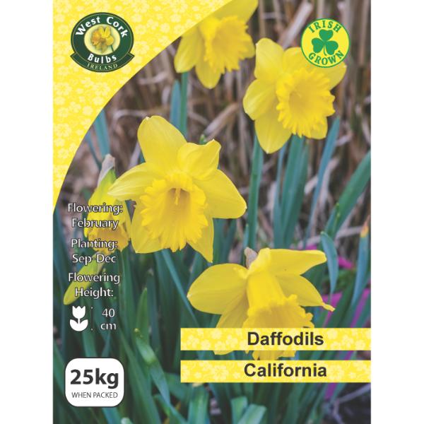 Daffodils California - 25kg