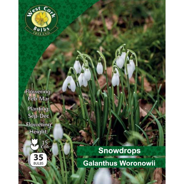 Snowdrops Galanthus Woronowii - 35 Bulbs
