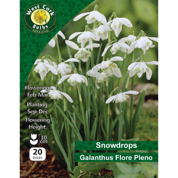 Snowdrops Galanthus Double Flora Plena - 20 Bulbs