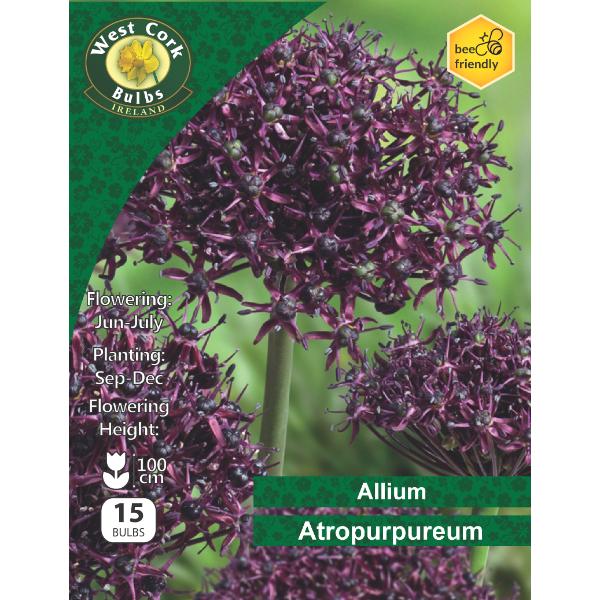 Allium Atropurpureum - 15 Bulbs