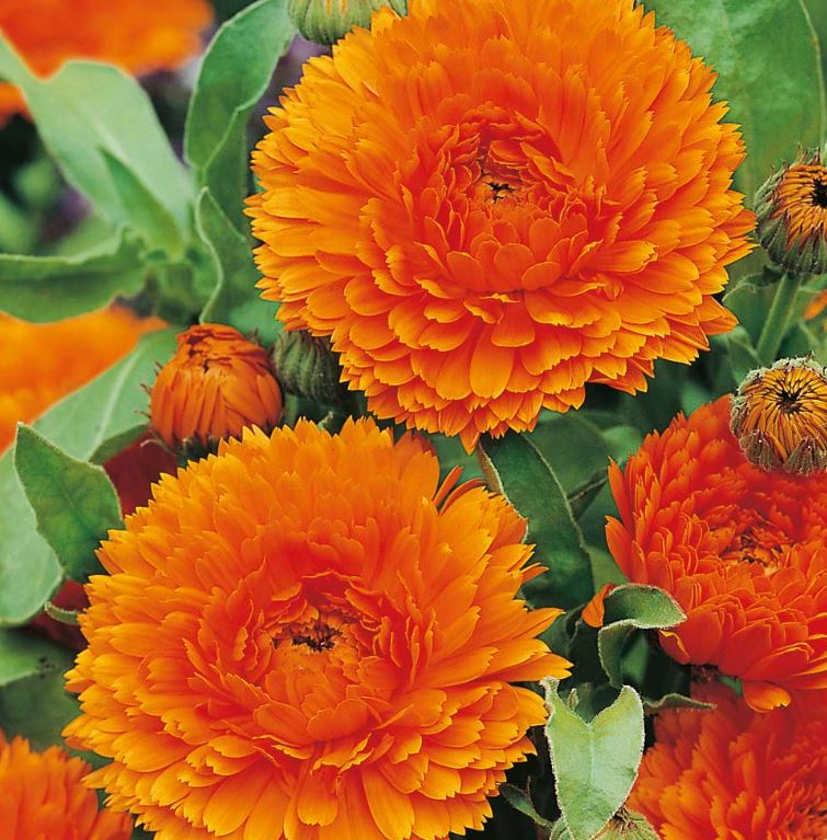 Calendula &