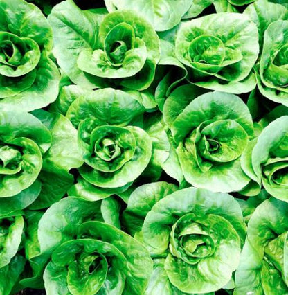 Lettuce &