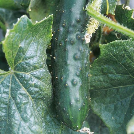 Cucumber &