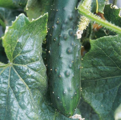 Cucumber &