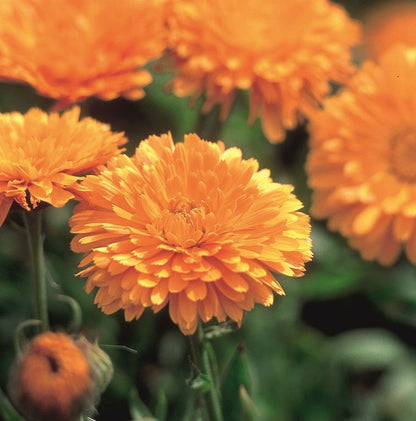 Calendula &