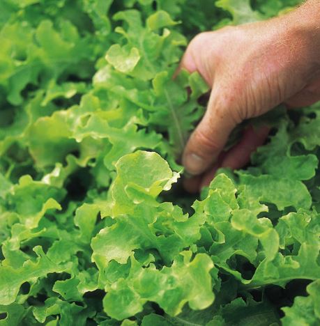 Lettuce &