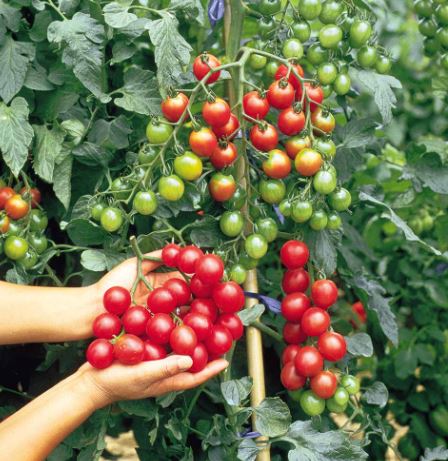 Tomato F1 &