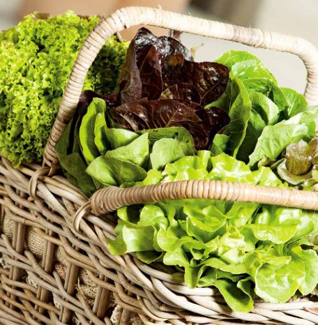 Lettuce &