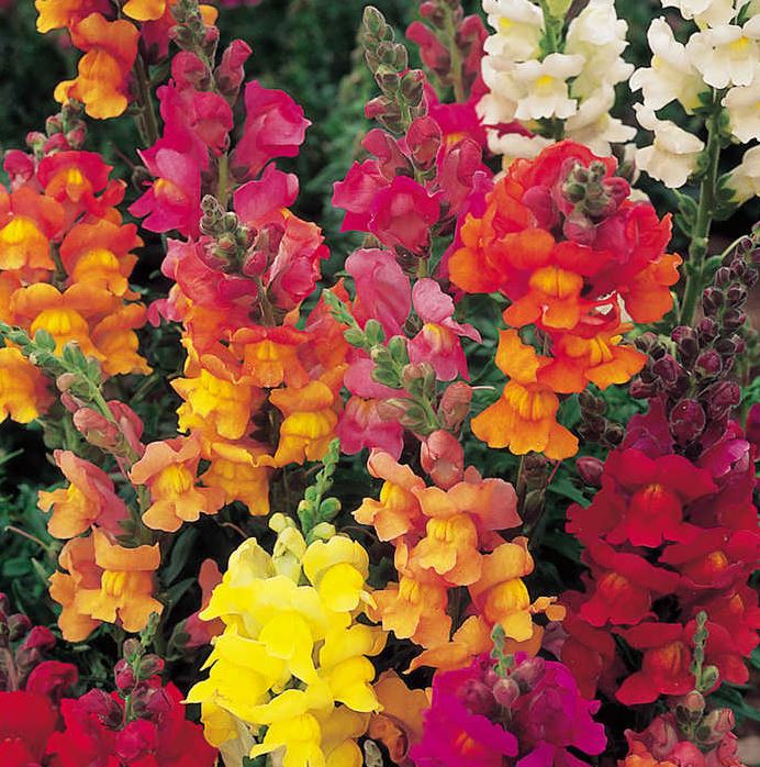 Antirrhinum &