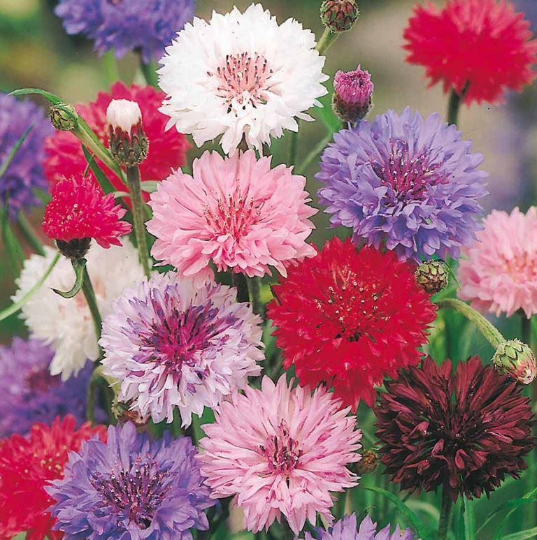 Cornflower &