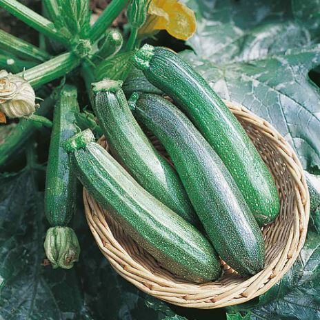 Courgette F1 &