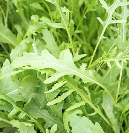 Rocket - Seeds