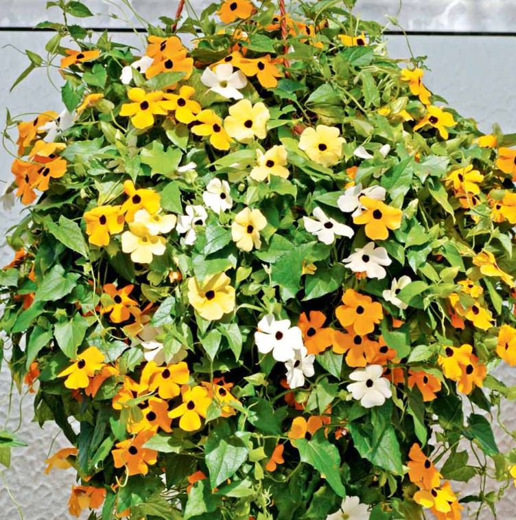 Black-Eyed Susie - Seeds