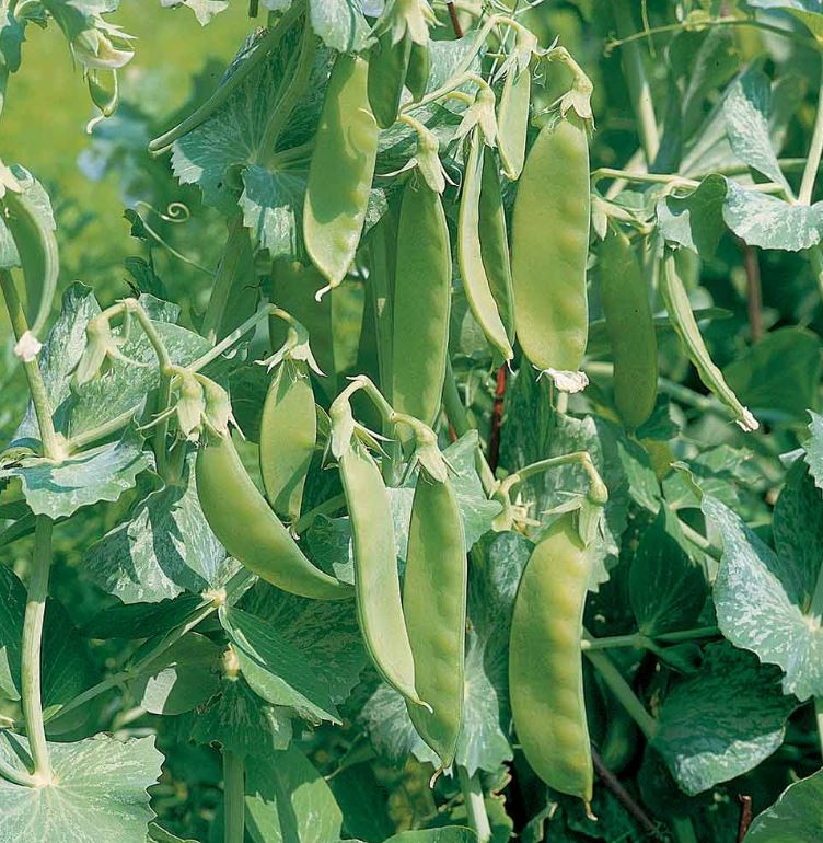 Pea &