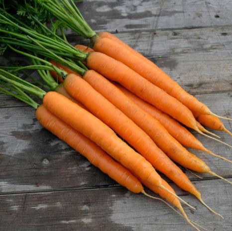 Carrot &