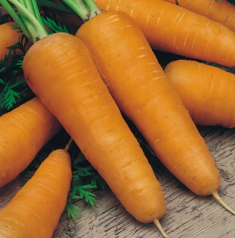 Carrot &