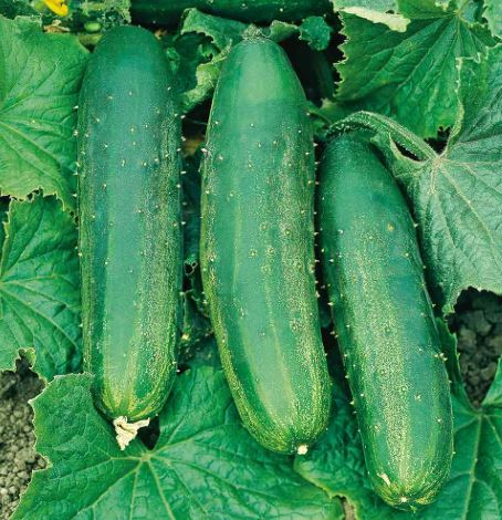 Cucumber &