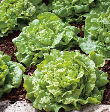 Lettuce &
