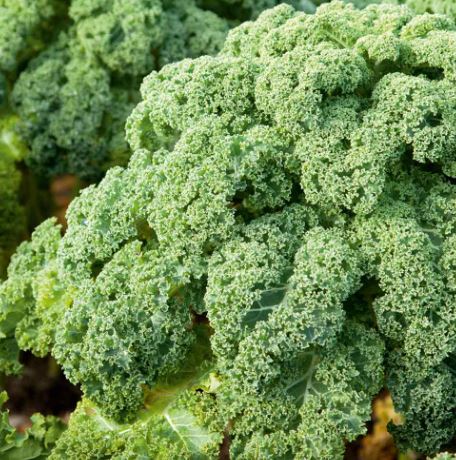 Kale F1 &