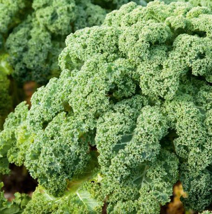 Kale F1 &