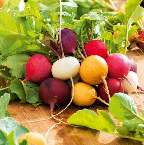 Radish &