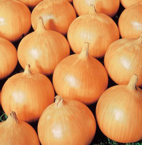 Onion &