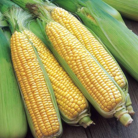 Sweet Corn F1 &