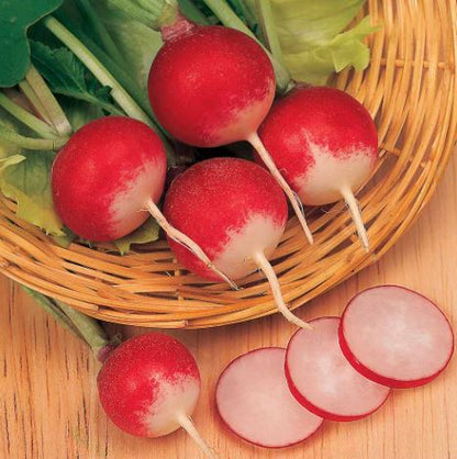 Radish &