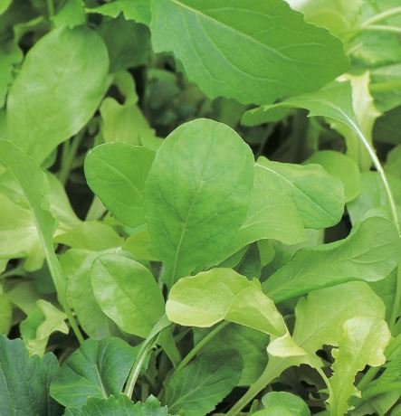Leaf Salad &