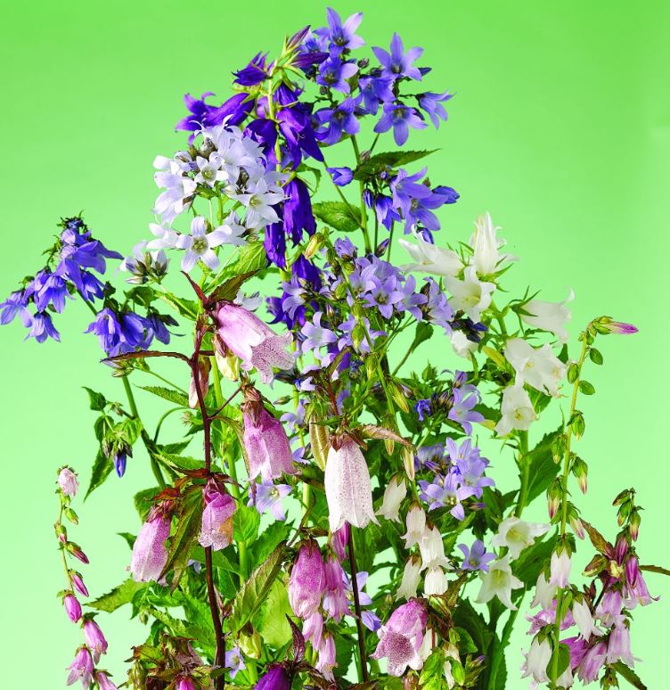 Campanula &