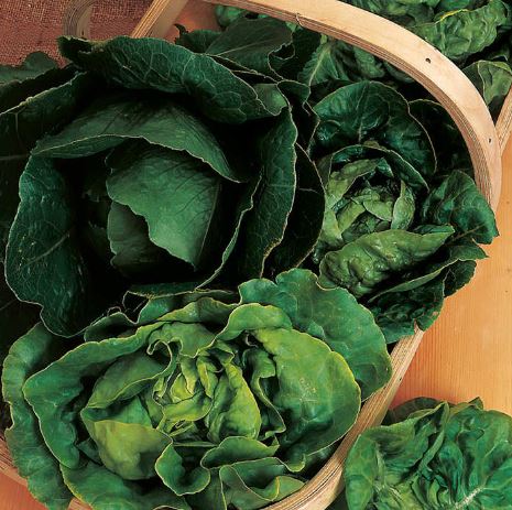 Lettuce &
