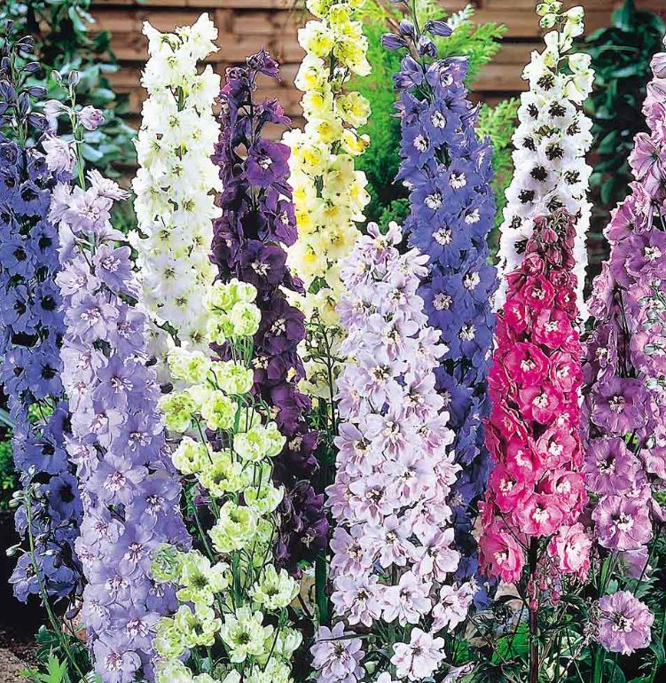 Delphinium &